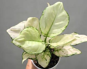 Aglaonema Hughes Rare Uniqe Ornamental Plant - Etsy