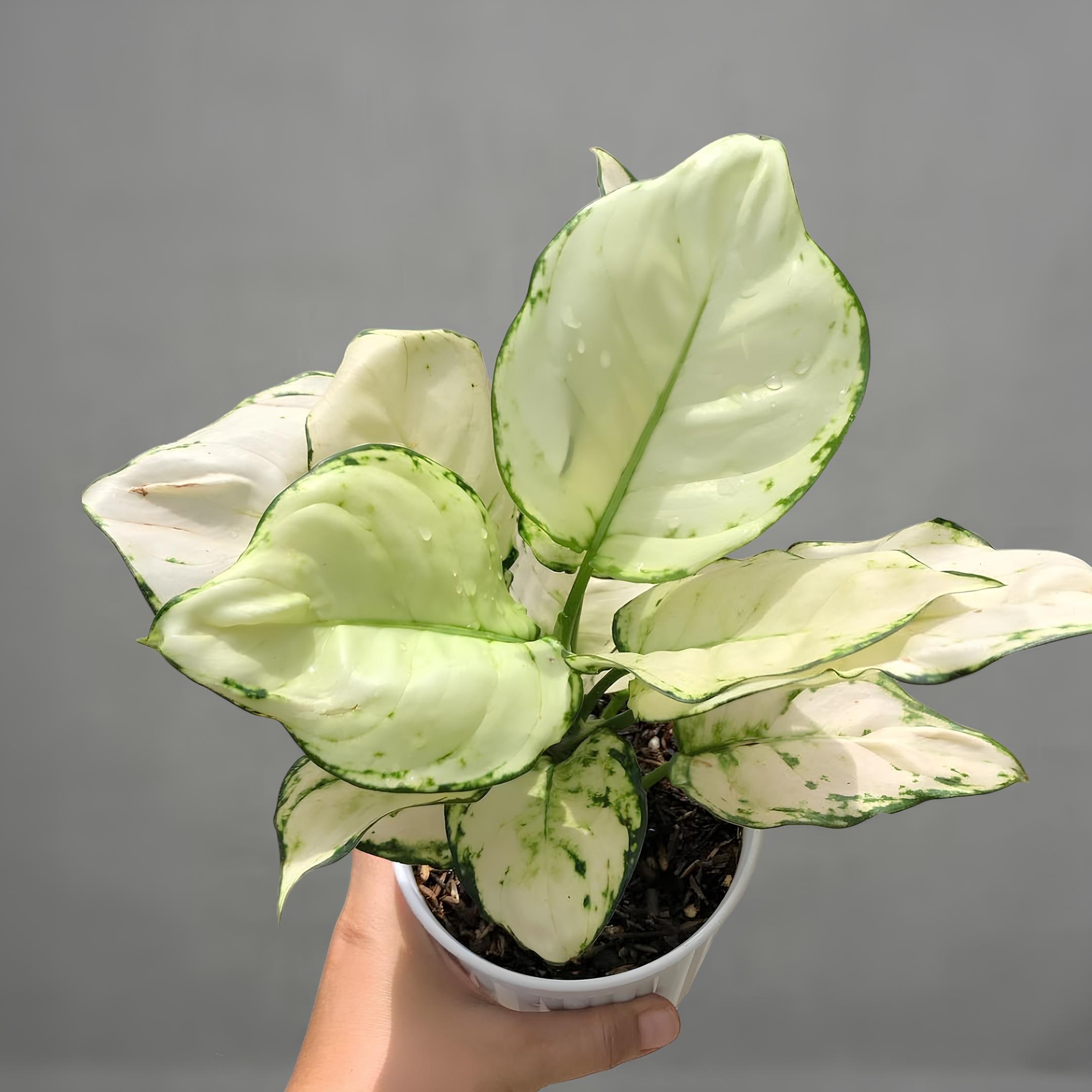 観葉植物 アグラオネマスーパーホワイト【レア品種】 アグラオネマ・スーパーホワイト 希少観賞植物 - Etsy 日本