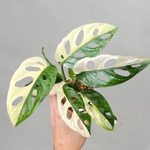 Albino Monstera - Etsy
