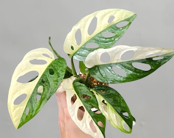 モンステラ アクミナータ アルボ 斑入りの珍しいユニークな植物 - Etsy