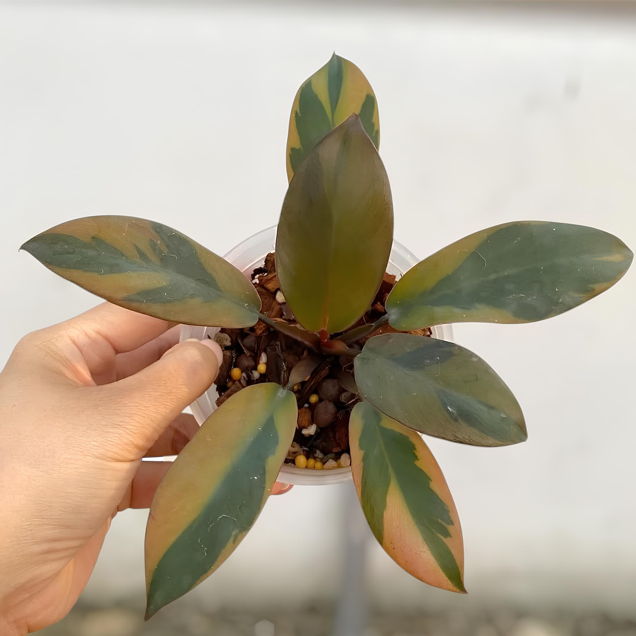 超希少❗️フィロデンドロン　ブラックカーディナル　斑入り❗️ フィロデンドロン・ブラック・カーディナル斑入り希少観賞植物 - Etsy 日本