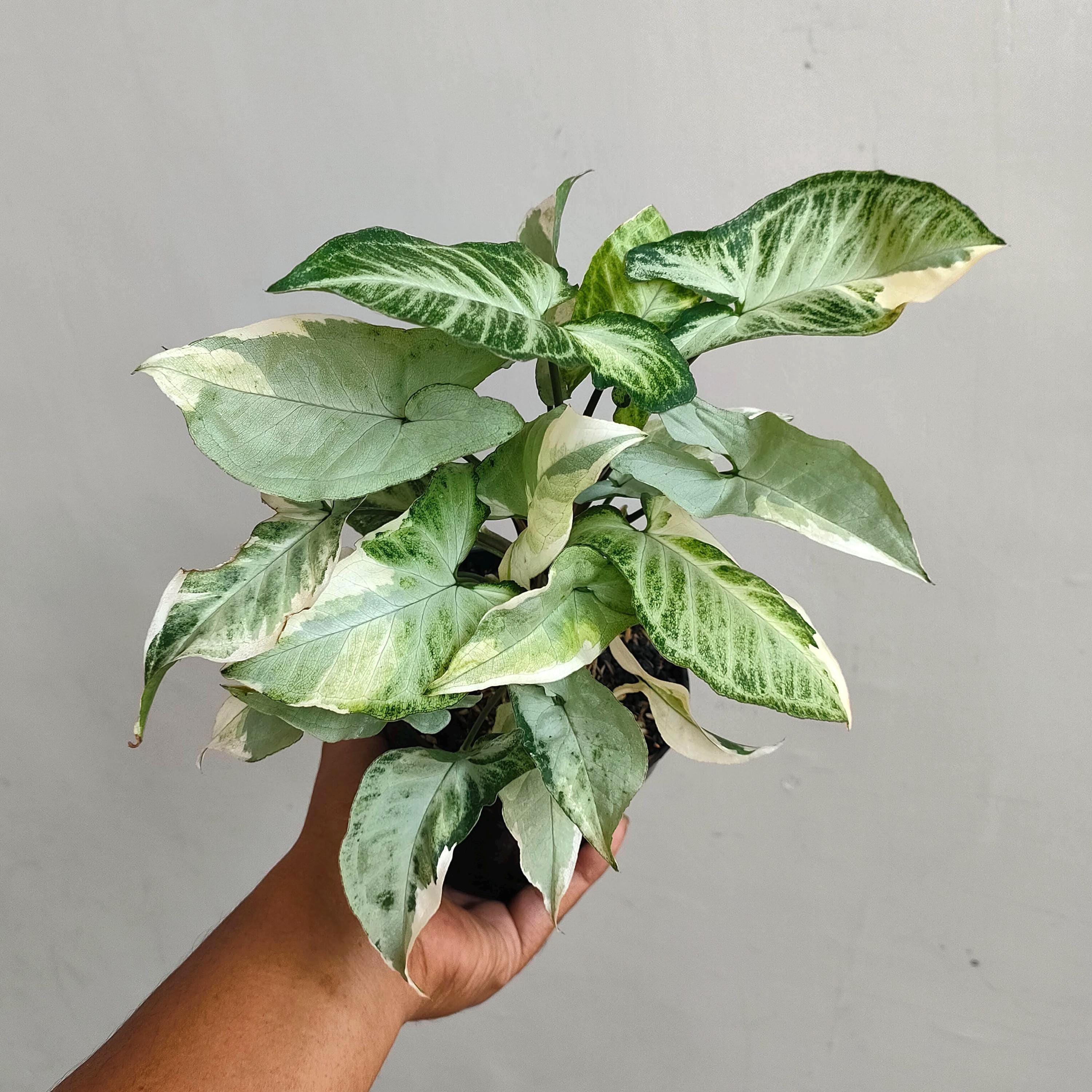 Syngonium White Butterfly Variegated Rare Ornamental Plant - Etsy