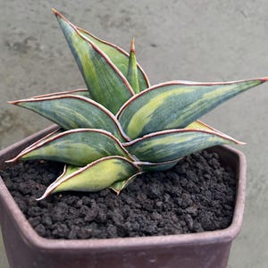 Sansevieria Rorida Variegated Rare Exotic Snake Plant