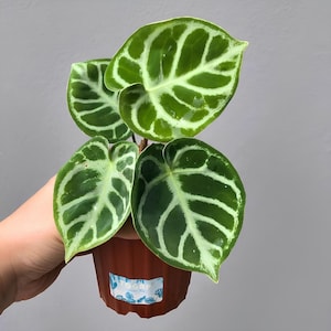 Anthurium Dorayaki Silver Rare Exotic Ornamental Plant