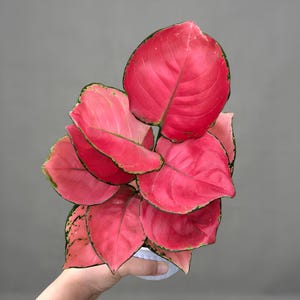 アグラオネマ ブラックマルーン 希少観賞植物 - Etsy 日本