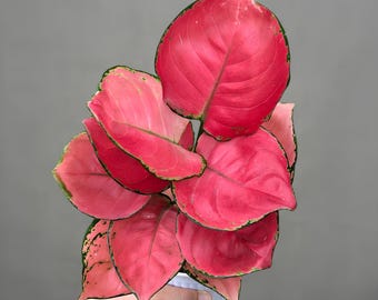 Aglaoneema Pink Catrina seltene Zierpflanze