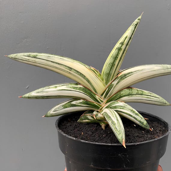 Sansevieria Blue Clone Variegated Rare Exotic Snake Plant - Etsy