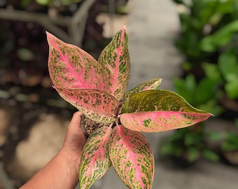 アグラオネマ ライト オブ ダイヤモンド 珍しいユニークな植物 - Etsy 日本