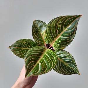 Aglaonema Esmeralda Vacker sällsynt prydnadsväxt