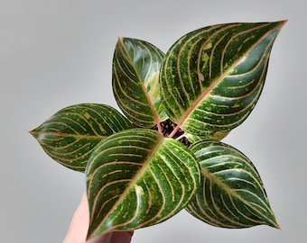アグラオネマ ライト オブ ダイヤモンド 珍しいユニークな植物 - Etsy 日本