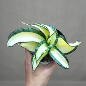 Sansevieria Royal Crown White Variegated Rare Exotic Snake Plant