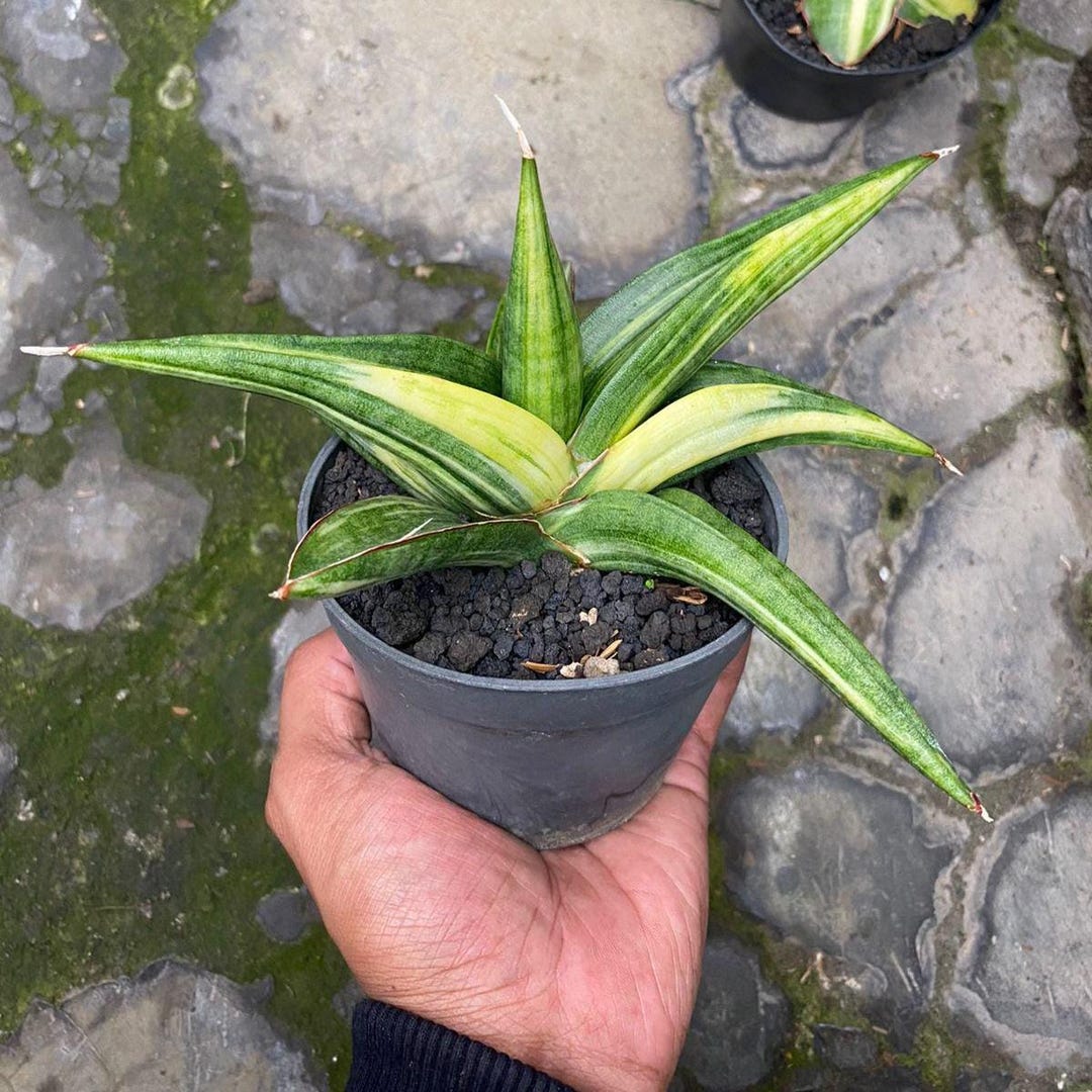japanische stechpalme kbel Ilex crenata