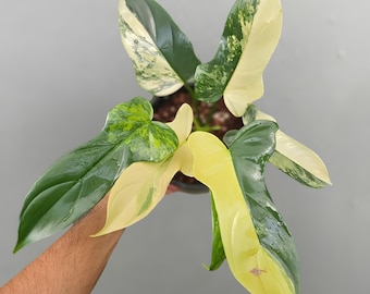 Philodendron Bipennifolium Violin Variegated Rare Ornamental Plant