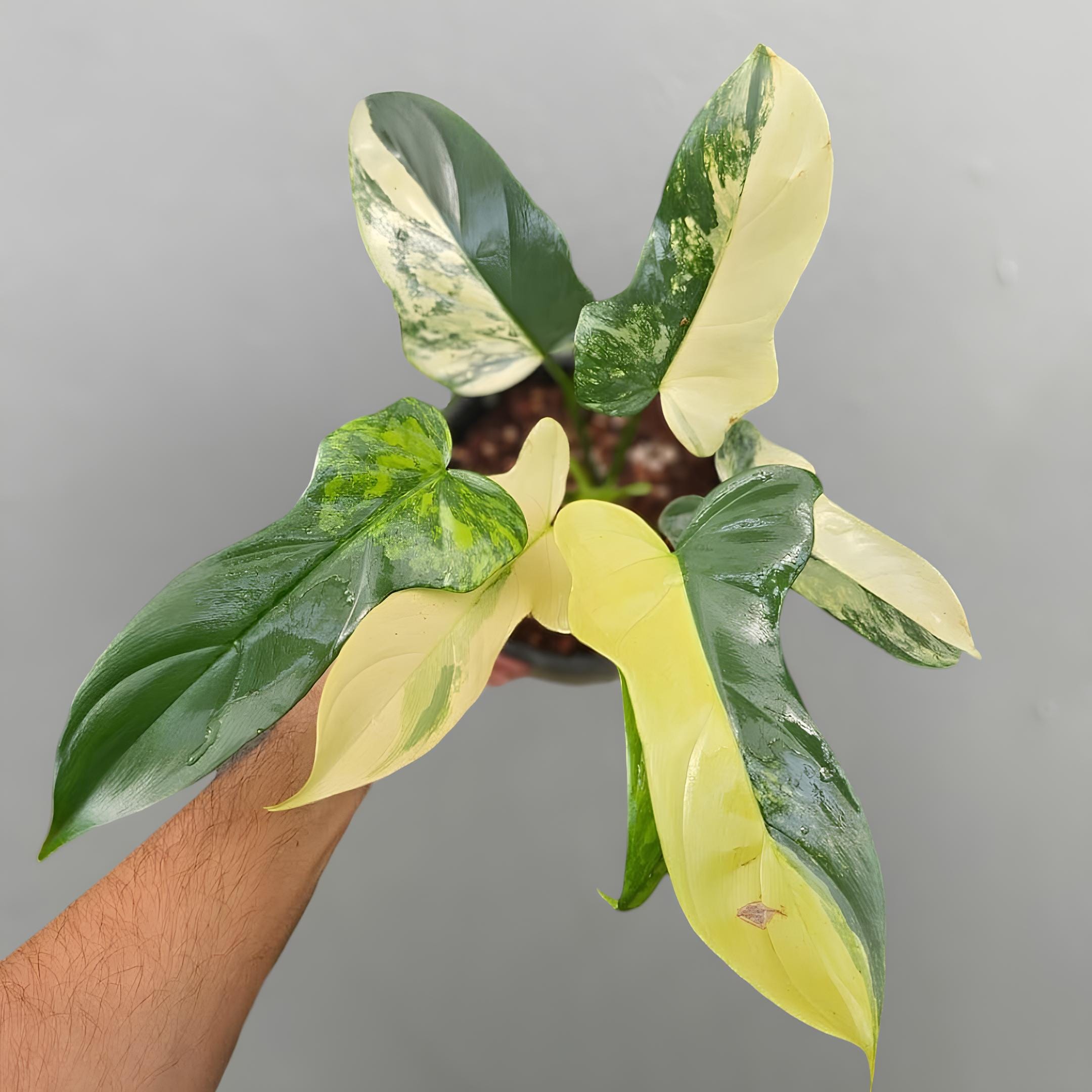 Philodendron bipennifolium variegated - Etsy 日本