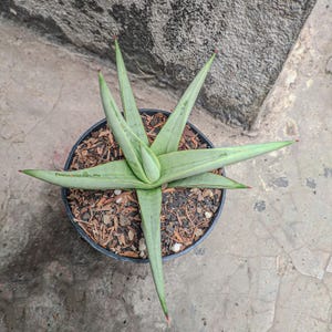 Sansevieria Chanin Torut Rare Exotic Snake Plant