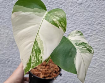 Könnte beinhalten: Eine Topf-Monstera-Pflanze mit großen, panaschierten Blättern. Die Blätter zeigen eine Mischung aus Weiß und Grün, wobei die weißen Bereiche einen großen Teil der Blattoberfläche einnehmen. Die Pflanze steht in einem schwarzen Topf.