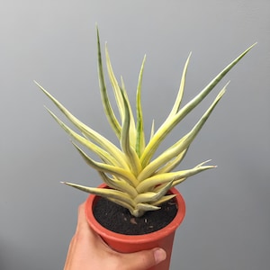 Puede incluir: Una planta de Sansevieria en maceta con hojas largas y puntiagudas a rayas amarillas y verdes. La planta está en una maceta pequeña, redonda, de color rojo anaranjado llena de tierra oscura. El fondo es gris liso.