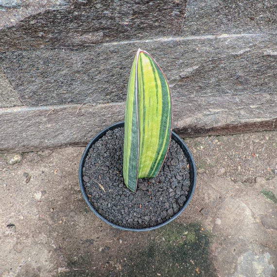 indoor succulents near me Buy Rosette Succulent Variety Packs