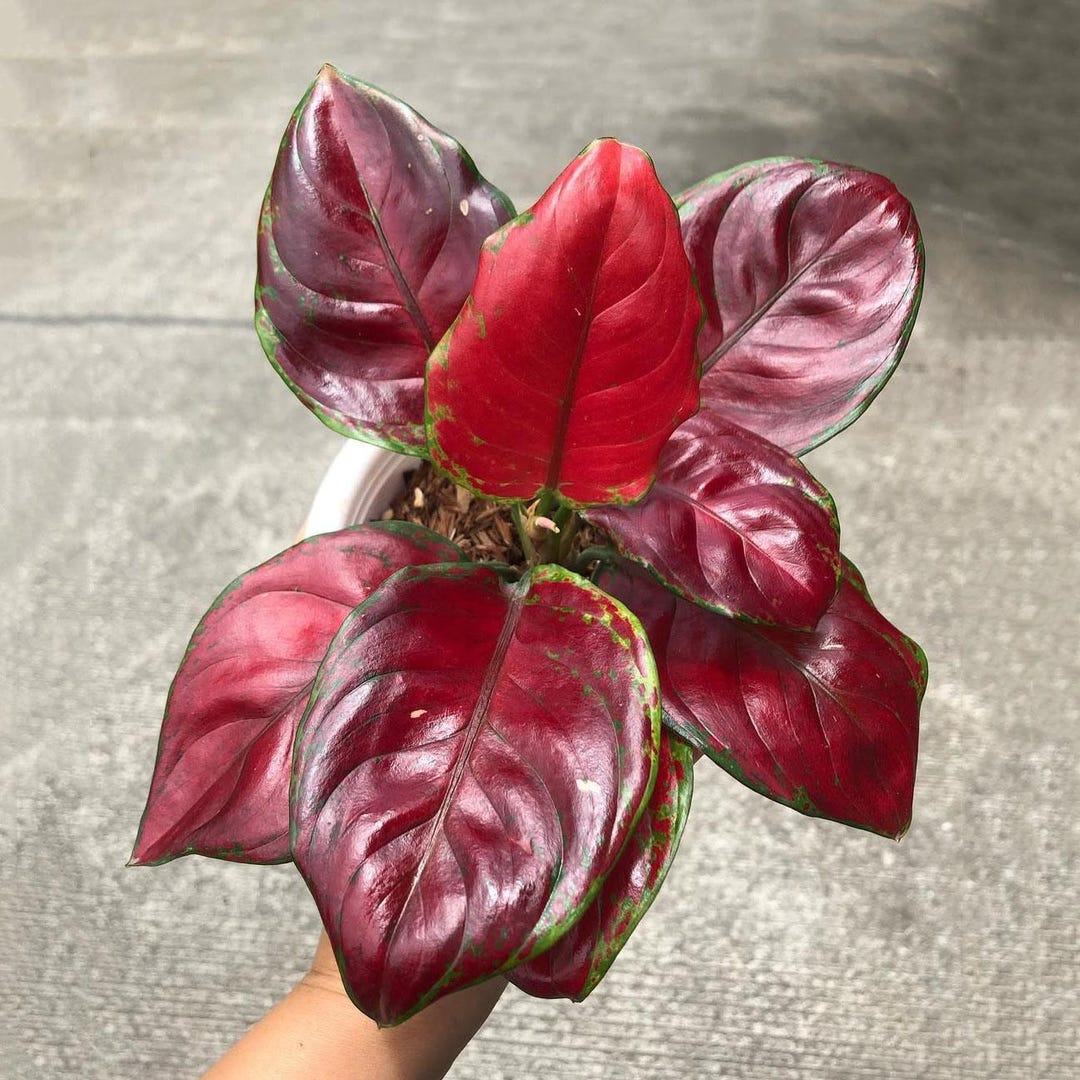 Aglaonema Black Maroon 変異個体 il_1080xN.6821434258_35dq.jpg