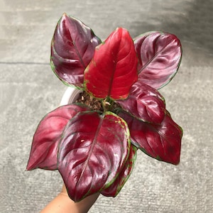 5e speak with plants Plantfolk