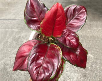 Aglaoneema Black Maroon seltene Zierpflanze