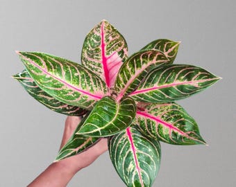 アグラオネマ　レッドスマトラ① アグラオネマ レッド スマトラの珍しいユニークな植物 - Etsy 日本