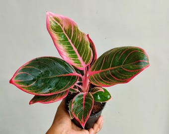 Aglaonema Khanza Pink Starter Plant (ALL STARTER PLANTS Require You to  Purchase 2 Plants!) - Etsy
