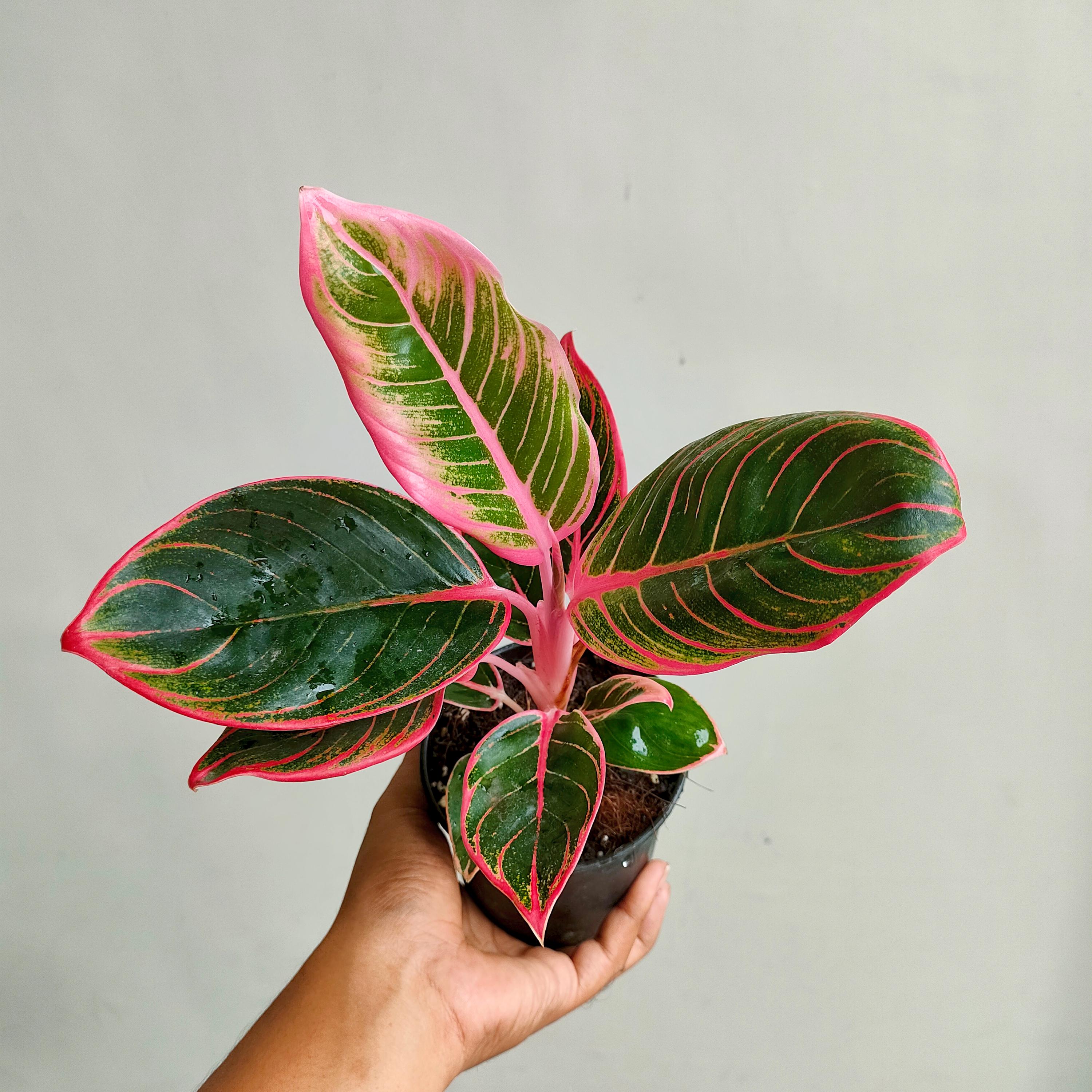 Aglaonema khanza - Etsy 日本