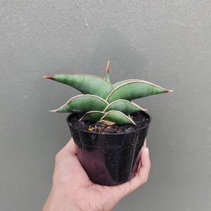 all about snake plant Snake Plant 'Fabi'