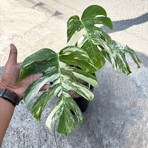 philodendron brandi Philodendron Brandtianum