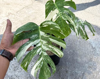 モンステラ アクミナータ アルボ 斑入りの珍しいユニークな植物 - Etsy