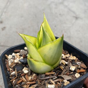 サンセベリア ハイブリッドタワー 斑入り 希少 ユニーク サンセベリア