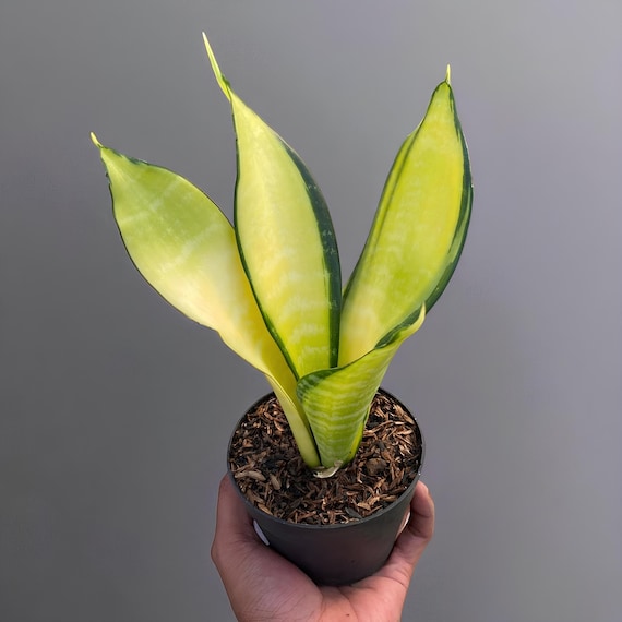 激レア サンスベリア mecufi mozambique sansevieria 激レア