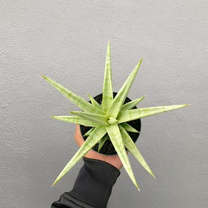 Sansevieria Hybrid Kasih Rare Exotic Snake Plant