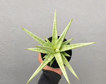 Sansevieria Hybrid Kasih Rare Exotic Snake Plant - Etsy