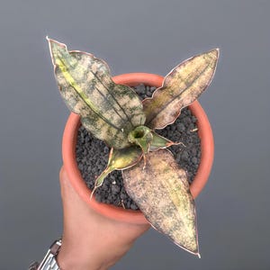 Sansevieria kirkii - Etsy.de