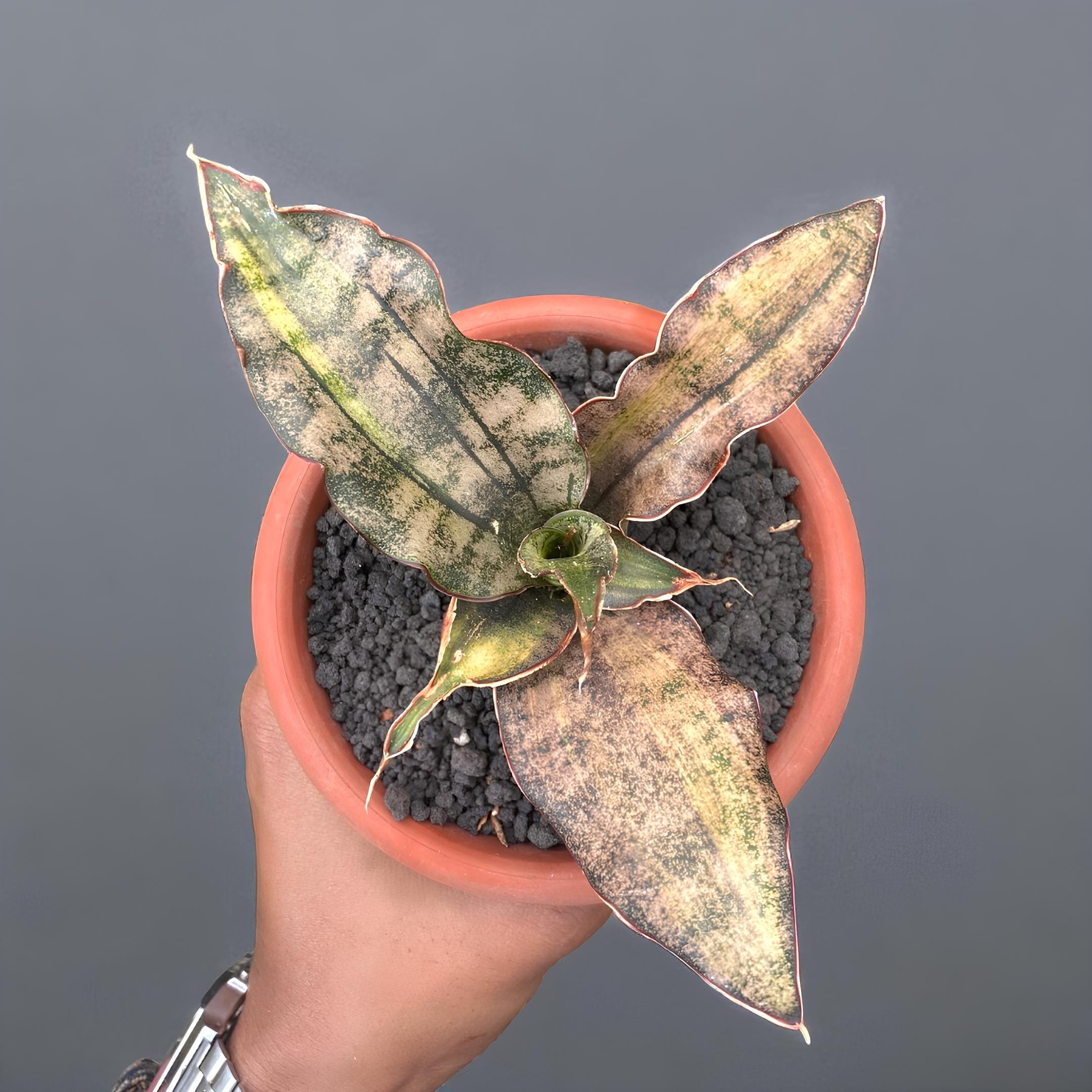 Sansevieria Kirkii Brown Variegated Rare Exotic Snake Plant - Etsy
