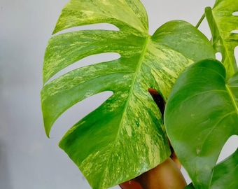 Monstera Aurea Yellow Variegated Rare Ornamental Plant