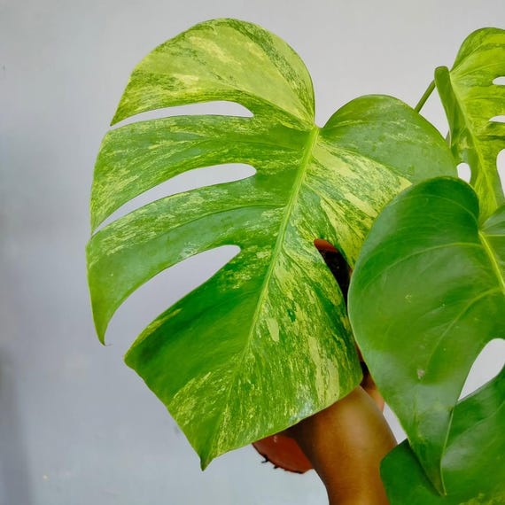 Monstera Aurea amarilla abigarrada, planta ornamental rara - Etsy Espaa