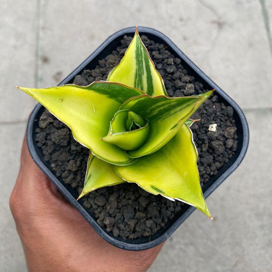 Sansevieria Hybrid Tower Variegated Rare Exotic Snake Plant - Etsy