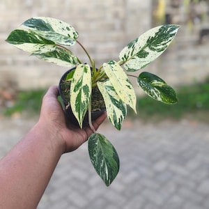 Philodendron ilsemanii variegated - Etsy 日本