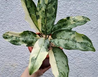 アグラオネマ ライト オブ ダイヤモンド 珍しいユニークな植物 - Etsy 日本
