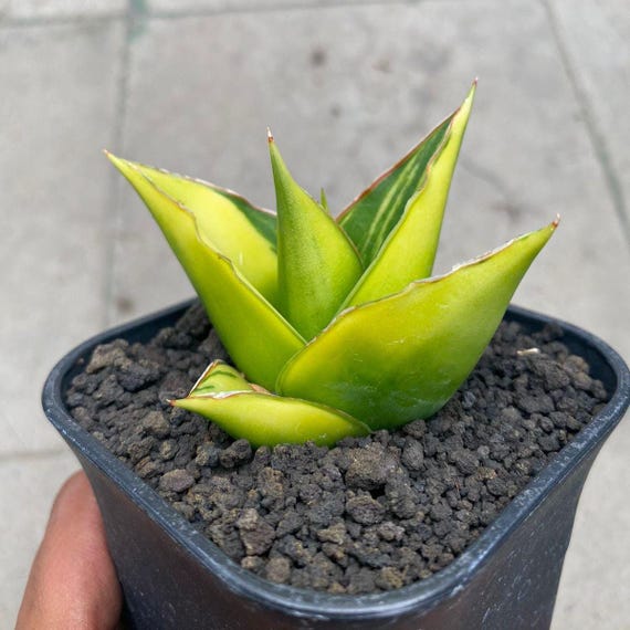 Sansevieria Hybrid Tower Variegated Rare Exotic Snake Plant - Etsy