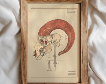 Vintage ram schedel anatomische poster, ram sterrenbeeld kunst aan de muur, rustieke boerderij wetenschappelijke illustratie, hoorn diagram print, digitale download