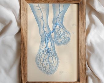 Vintage voeten anatomie kunstafdruk, blauwe cyanotype medische poster, arts chirurg kantoordecor, Victoriaanse wetenschappelijke illustratie