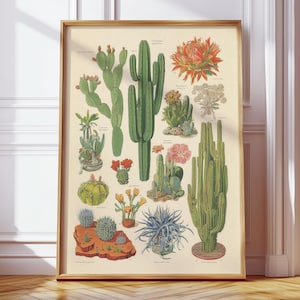 Op de afbeelding: Een ingelijste botanische prent met verschillende cactusillustraties. De prent toont cactussen in groen, rood en geel, met gedetailleerde botanische labels. Het kunstwerk staat tegen een crèmekleurige achtergrond, ingelijst in een lichtbruine houten lijst.