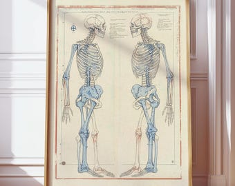 Tweelingen sterrenbeeld poster, vintage menselijke anatomie skelet schets poster, medisch student afstudeercadeau, wetenschappelijke menselijk bot grafiek afdrukken