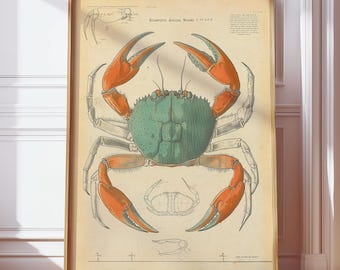 Vintage poster wetenschappelijke illustratie krab | Kustmuurkunst voor strandhuis | Antieke zeedieren kunstafdruk | Retro tekening van schaaldieren