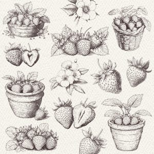 May include: A collection of hand-drawn illustrations of strawberries in various arrangements. Some strawberries are in baskets, while others are depicted with leaves and flowers. The illustrations are in black and white and have a vintage aesthetic.