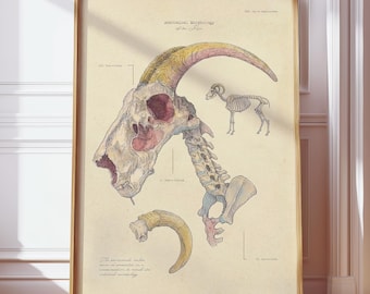Vintage geit schedel anatomische kunstafdruk | Geitenskelet wetenschappelijke illustratie | Poster Rustieke boerderij met nieuwsgierigheid in Steenbok